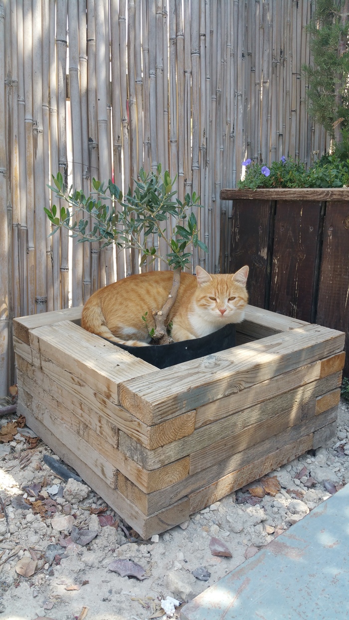 Bonsai bite - cat, Potted Cat