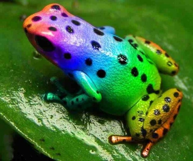 rainbow frog - , Frogs, Terrariumistics, Amphibian