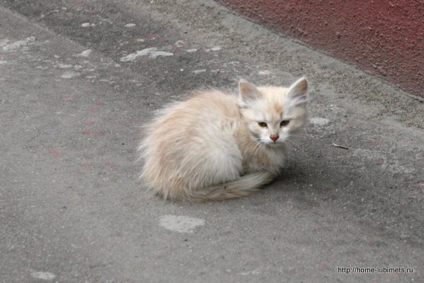 Snowball - My, cat, Milota, Pet, Pets