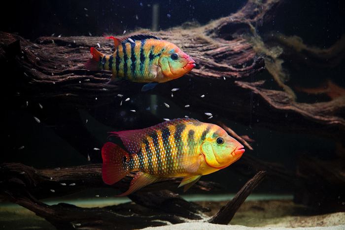 I can only say one thing about these fish - beautiful cichlids! - Aquarium fish, Cichlids