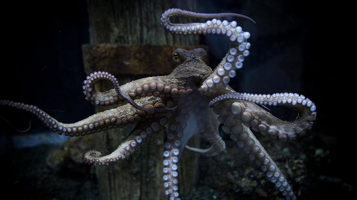 To hell with the rebellion of the monkeys: octopuses have already evolved to their own cities - Octopus, Town, Disgusting Men, , Evolution, Longpost, The science, Video