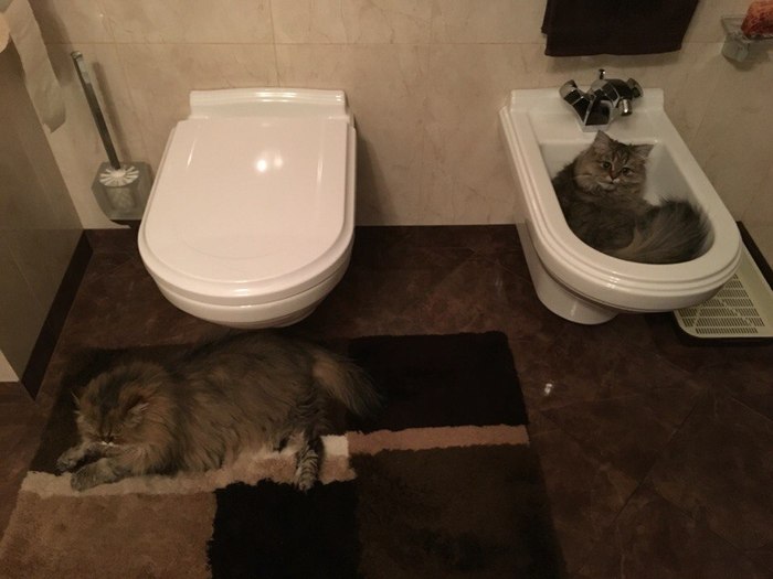 You won't notice the second... - Convenience, Bidet, Toilet, cat, Homemade, The photo