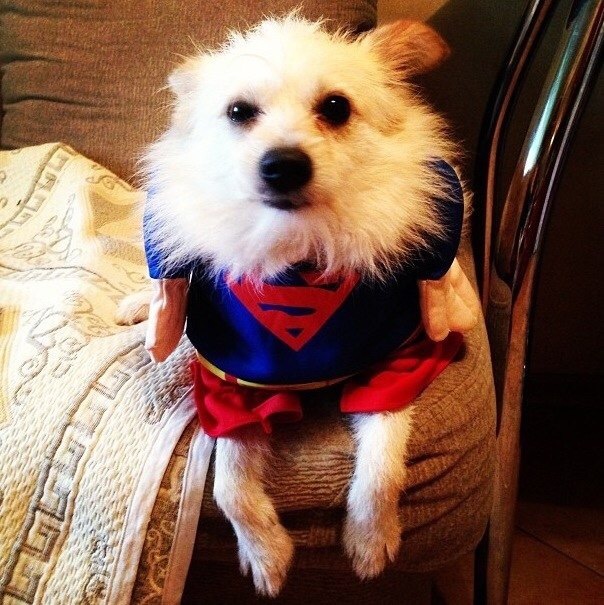 Superdog спасёт мир!