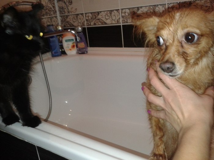 When it seems like things can't get worse... - Evil, Black line, Nightmare, Bath, Dog, cat, Homemade, The photo