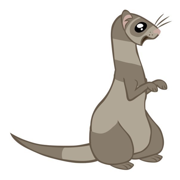 Ferret Shelter/Take a Friend - , Help, Helping animals, Ferret, Moscow, In good hands