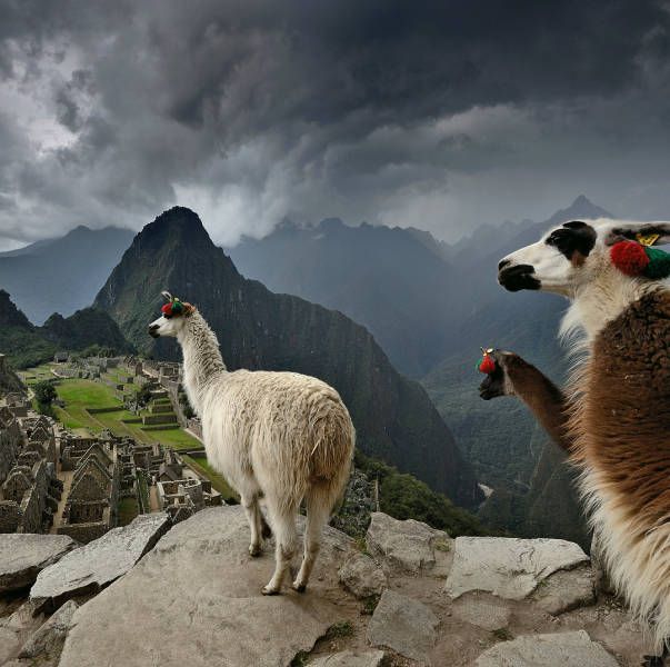 It took me a few minutes to realize that this was the third lama from the right, and not the lama who raised his hoof and tinkled the bell - Bells, Llama, Advertising, 