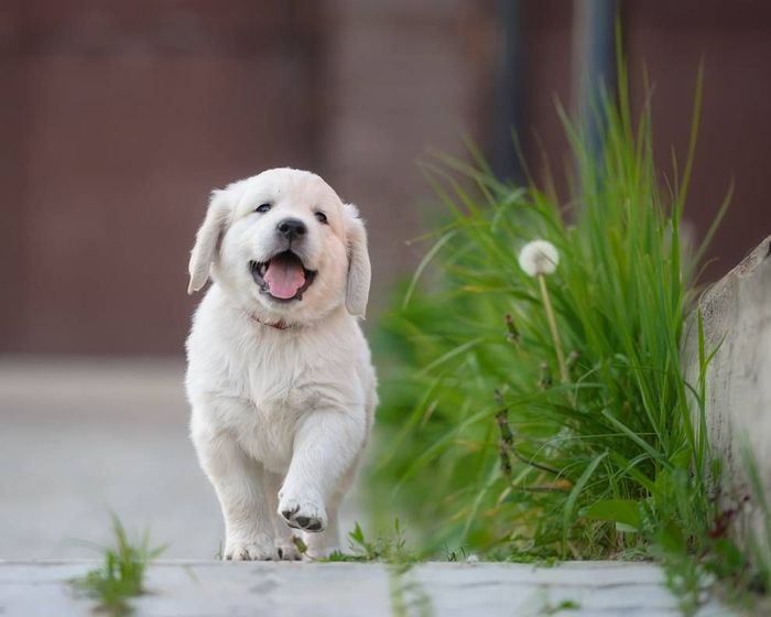 I feel good . - I FEEL GOOD, Mood, Dog