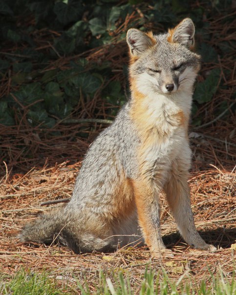 Gorgeous fox getting ready for a new day - Fox, Fyr, Grey Fox, Morning, Pleasure