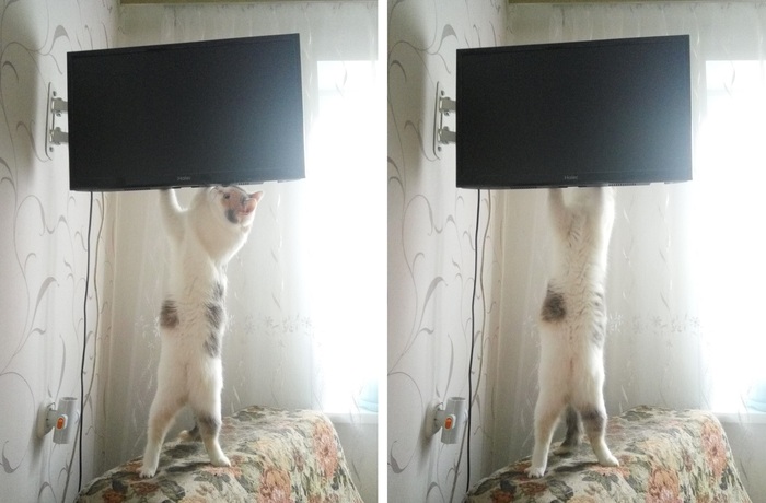 Nothing special, just a cat fixing the TV - My, Paws, cat, I have paws, Repair