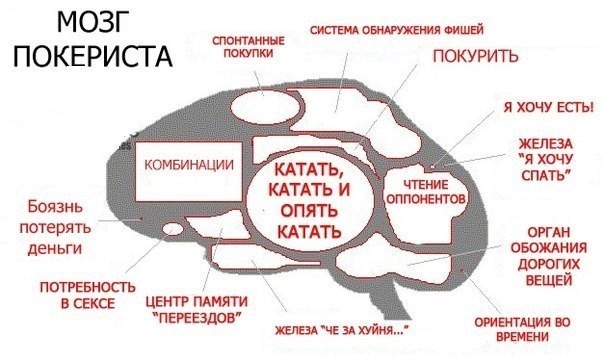 Мозг покериста - Покер, Мозг, Мысли вслух, Мысли