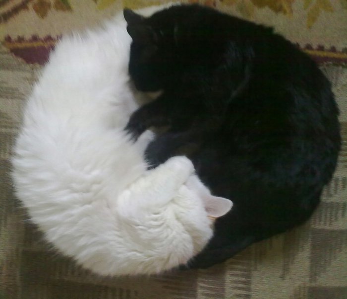 Snowball and Chernysh. - My, cat, Yin Yang, Milota