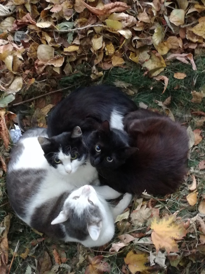 Autumn cats - My, cat, Autumn, Yard