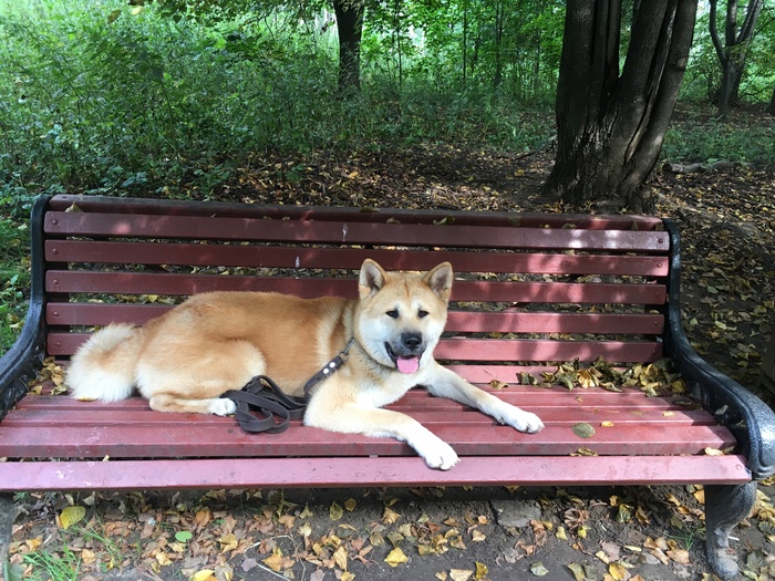 My dog. - My, Dog, Akita inu, It Was-It Was, The photo, Longpost