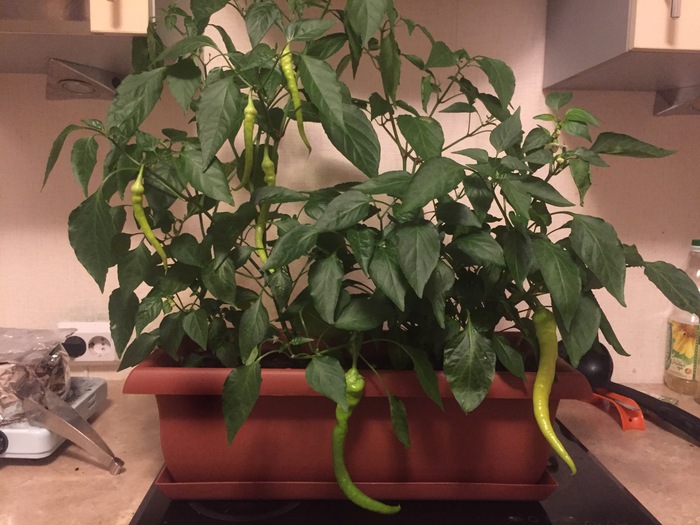On the subject of peppers - 49 and 5, Pepper, Harvest, My