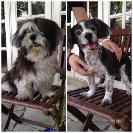 Funny pictures of dogs before and after a haircut - Dog, Стрижка, Humor, Animals, Longpost