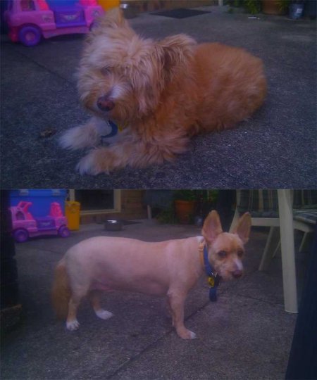 Funny pictures of dogs before and after a haircut - Dog, Стрижка, Humor, Animals, Longpost