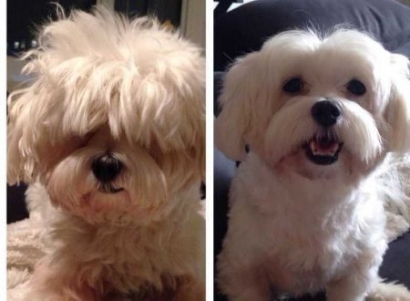 Funny pictures of dogs before and after a haircut - Dog, Стрижка, Humor, Animals, Longpost