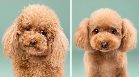 Funny pictures of dogs before and after a haircut - Dog, Стрижка, Humor, Animals, Longpost