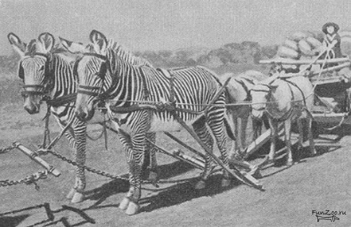 Why cows were domesticated but not zebras. - Pets, Story, , The science, Longpost