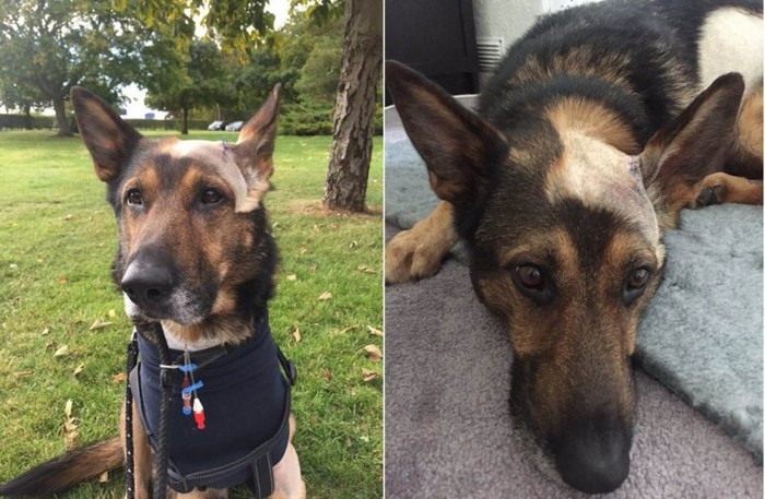 This is the police dog Finn, he was stabbed in the head and lightly, but this did not stop him from catching and arresting the criminal - Dog, Wound, Service dogs, Sadness, 