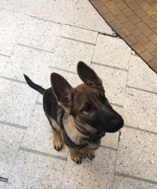 I just met the cutest cop in the world. His name is Joker and this is his first day at work. - Puppies, Little, Milota, Dog