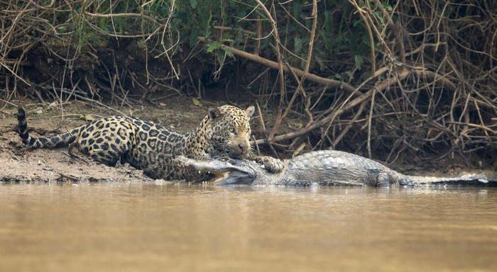 Jaguar vs crocodile - Wild animals, cat, Crocodile, Wild World, Longpost, Crocodiles