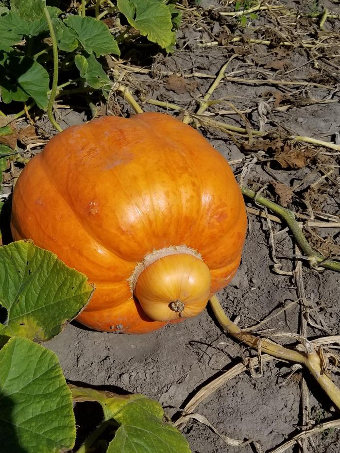 Рождение тыковки