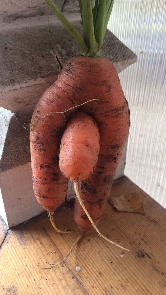 Carrot - My, Carrot, Humor, Curiosity, My