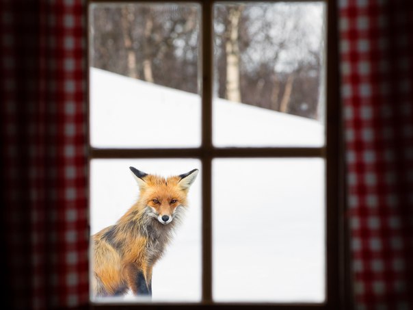 Good morning! - Fox, Fyr, Window, Good morning