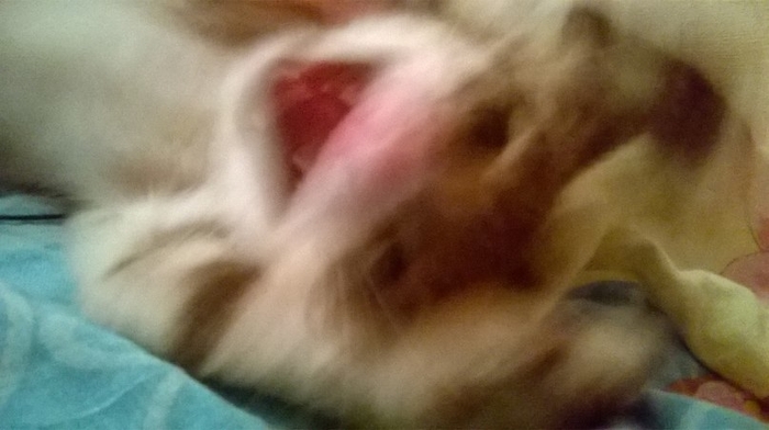 When your cat is possessed by something - My, cat, Demons, Kripota