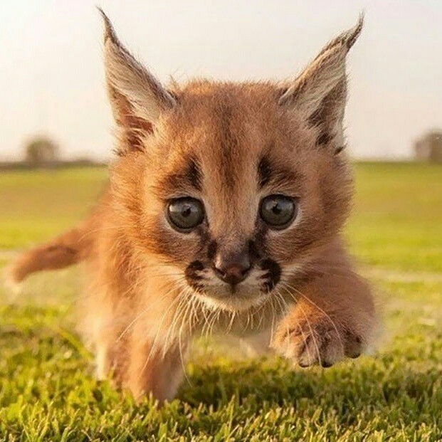 Would you like to have such a little boy? - Caracal, Question, , cat