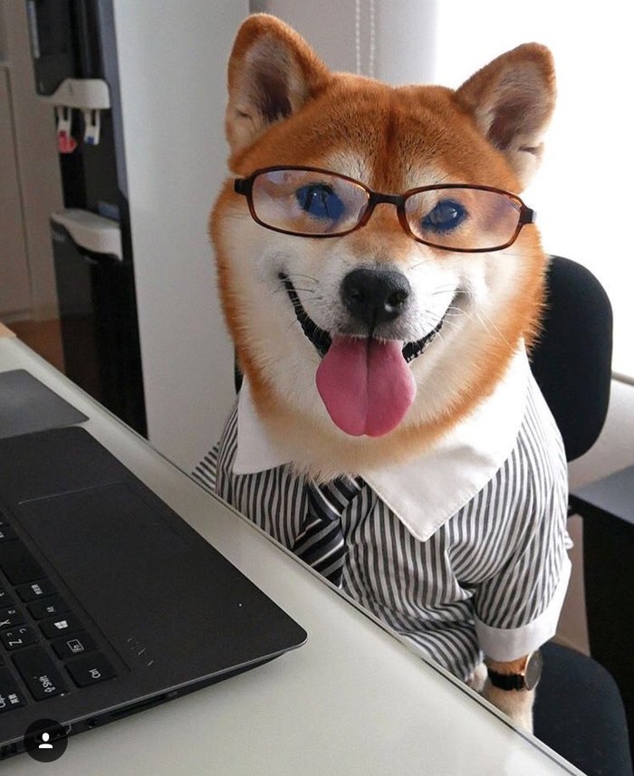 office dog - Dog, The photo, Glasses, Milota