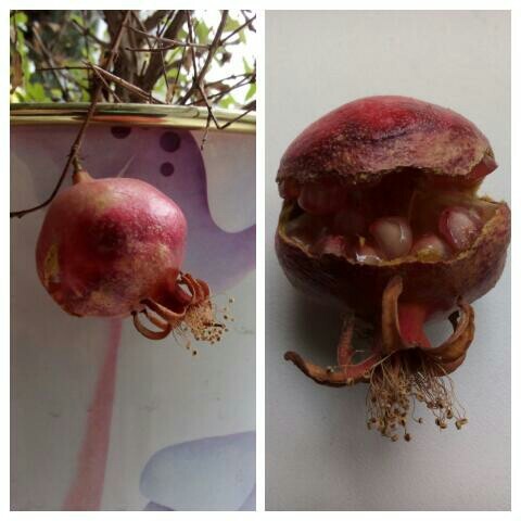 My homemade pomegranate. - My, Grenades, Garnet, Houseplants, Plants, Longpost, Hand grenade