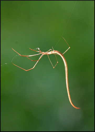 Spiders are good at cosplay. - My, Spider, Mimicry, Disguise, Longpost