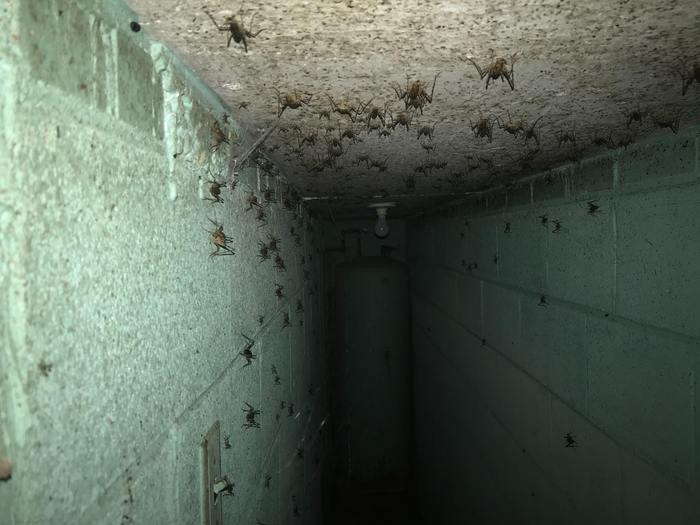 It turned out that in my house behind a closed door there is a pantry. I stuck my phone in the slot and this is what I saw: - Reddit, The photo, Spider, Cricket, 