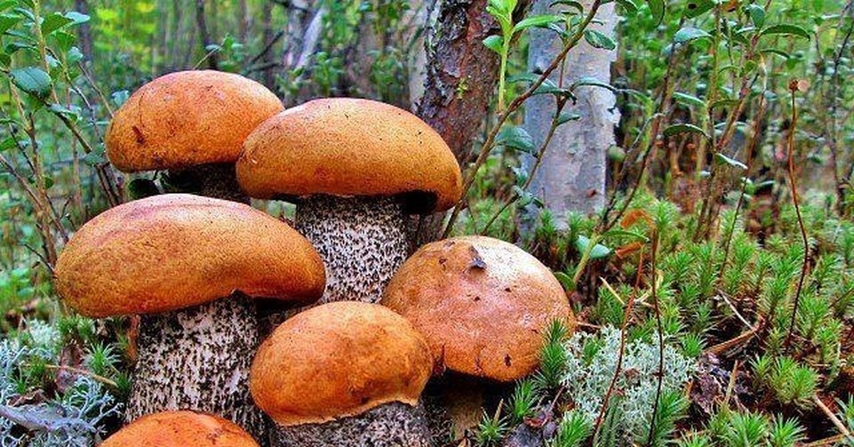 Грибы кузбасса презентация