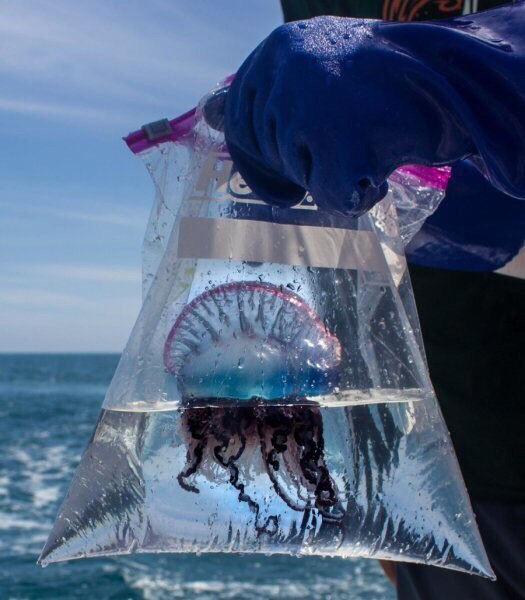 Death in a bag - wildlife, Jellyfish, Portuguese boat