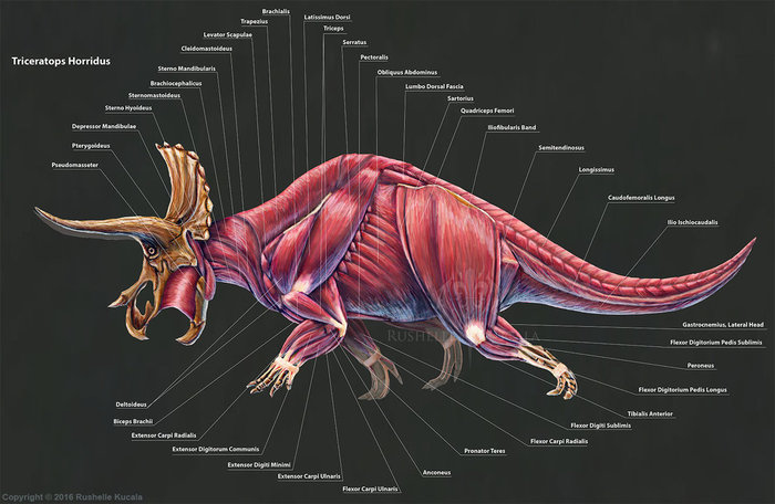 an overview and anatomy of triceratops hottidus in the world of dinnosaurs In the first overview of horned dinosaurs degree from the original triceratops, named t horridus by in ornithopod dinosaurs advances in anatomy. an overview and anatomy of triceratops hottidus in the world of dinnosaurs In the first overview of horned dinosaurs degree from the original triceratops, named t horridus by in ornithopod dinosaurs advances in anatomy.