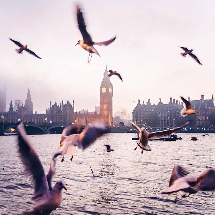 Nice shot - London, Seagulls, Lucky shot, World around us, Lucky moment, Peace