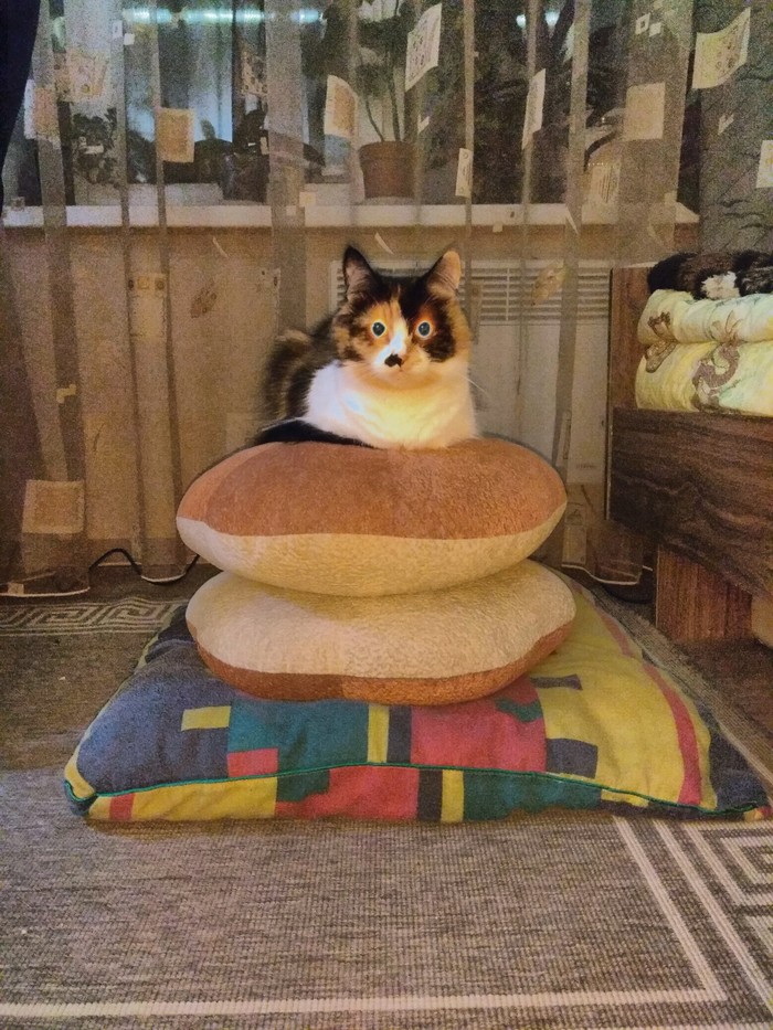 Что HDR с кошками делает