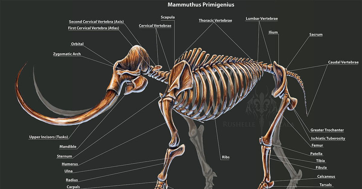 Кости слона. Скелет мамонта анатомия. Строение скелета мамонта. Анатомия шерстистого мамонта. Скелет слона строение.