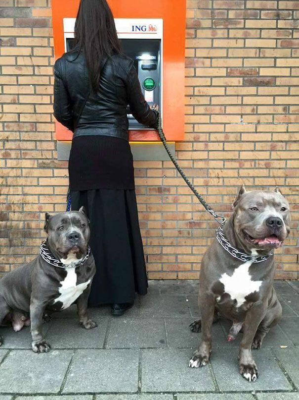 The best protection against robbers at an ATM - Dog, ATM, Security, Longpost