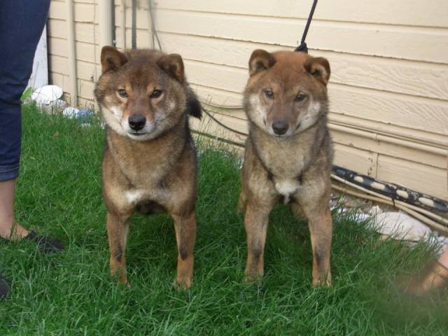 Shiba inu colors. - My, Shiba Inu, Dog, , Japan, Breed, Interesting, Longpost