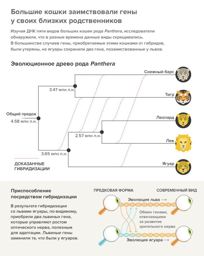 Межвидовые гибриды стерильны потому что. Смотреть фото Межвидовые гибриды стерильны потому что. Смотреть картинку Межвидовые гибриды стерильны потому что. Картинка про Межвидовые гибриды стерильны потому что. Фото Межвидовые гибриды стерильны потому что