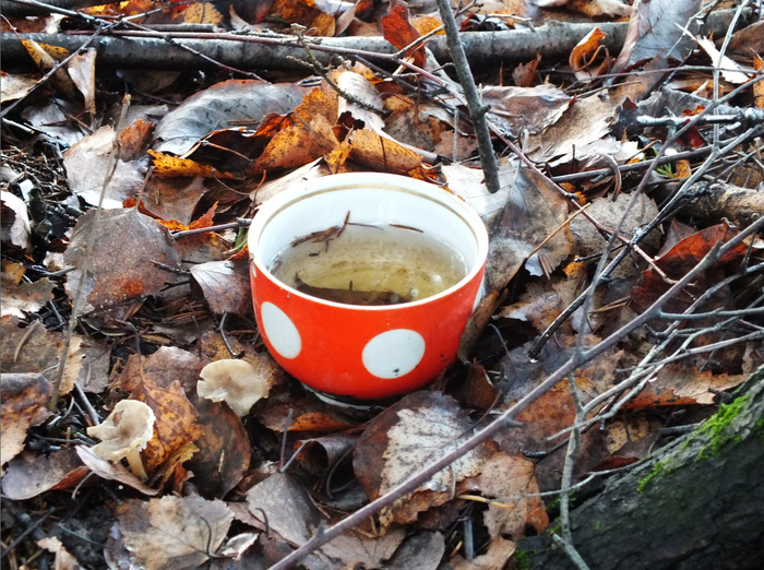 A couple more strange forest finds - Find, Forest, A cup, Toilet, Longpost