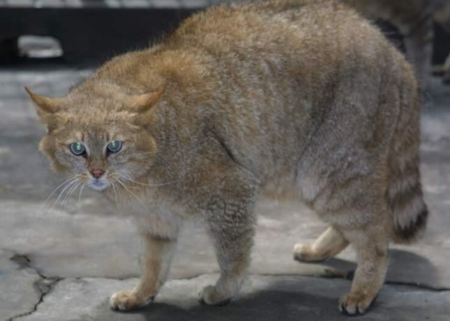 Китайская (горная) кошка (лат. Felis bieti). - Кот, Китай, Горы, Эндемик, Зоология, Длиннопост