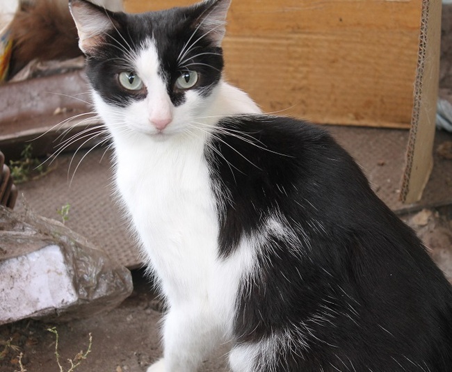 Another pet of Kotoland has found a home! - My, cat, , Shelter, Cotoland, Lipetsk, Kindness, Help, Longpost, Found a home, Shelter Cotoland