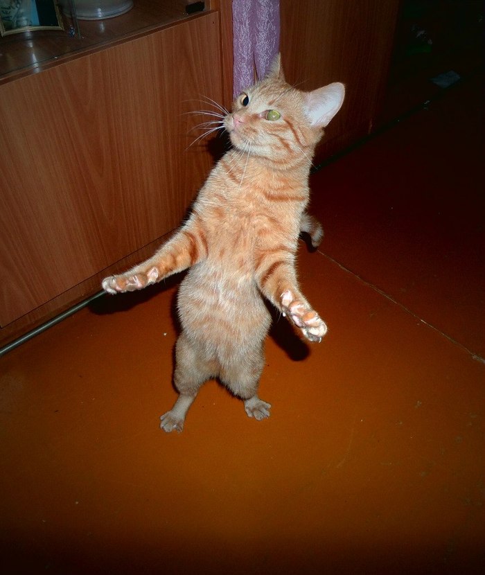 dance while you are young - Dancing, cat, Homemade, The photo, Paws, Motion, Disco