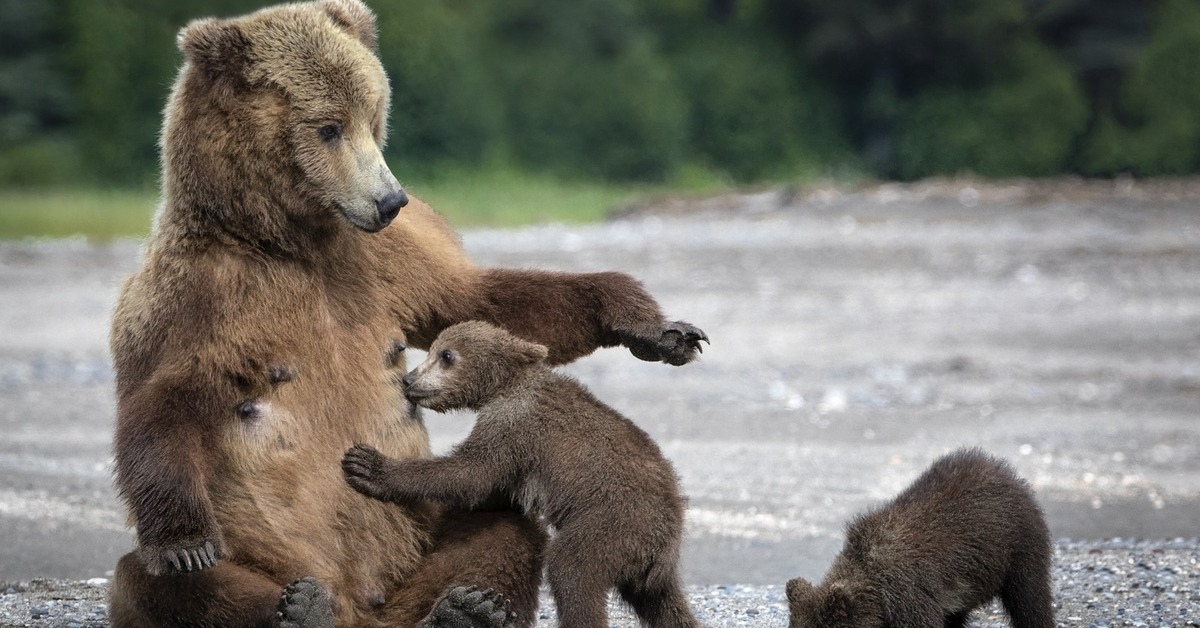 Почему у медведя нет мамы. Самка медведя. Медвежонок уходит. Медвежьи объятия. Медвежье братство.