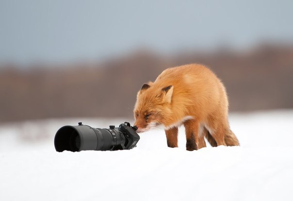 ���������� �������